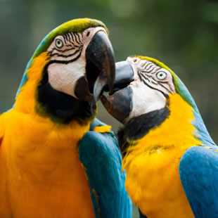 La Demeure des Hôtes à proximité de Parrot world