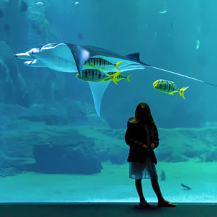 La Demeure des Hôtes à proximité de L’Aquarium Sea Life Val d’Europe,