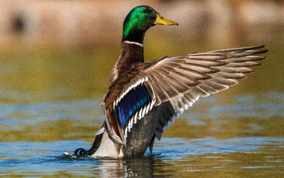 Des oiseaux venus du Nord