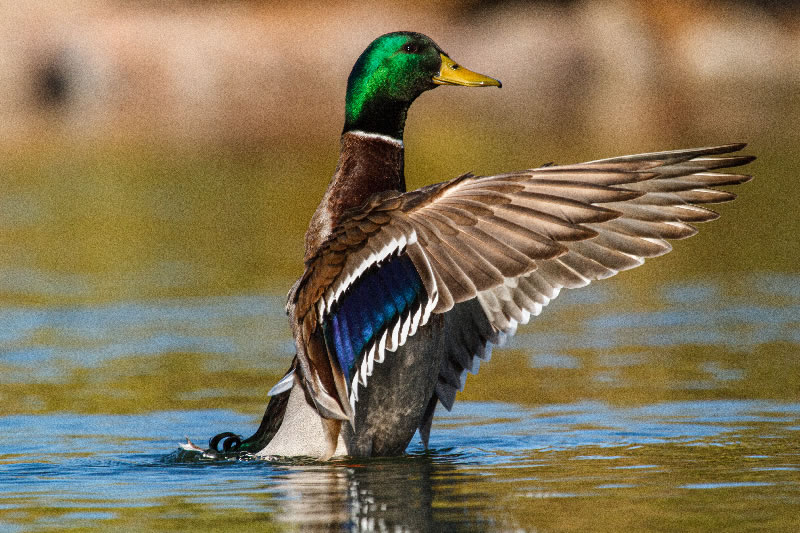 Des oiseaux venus du Nord à proximité de la Demeure des Hôtes